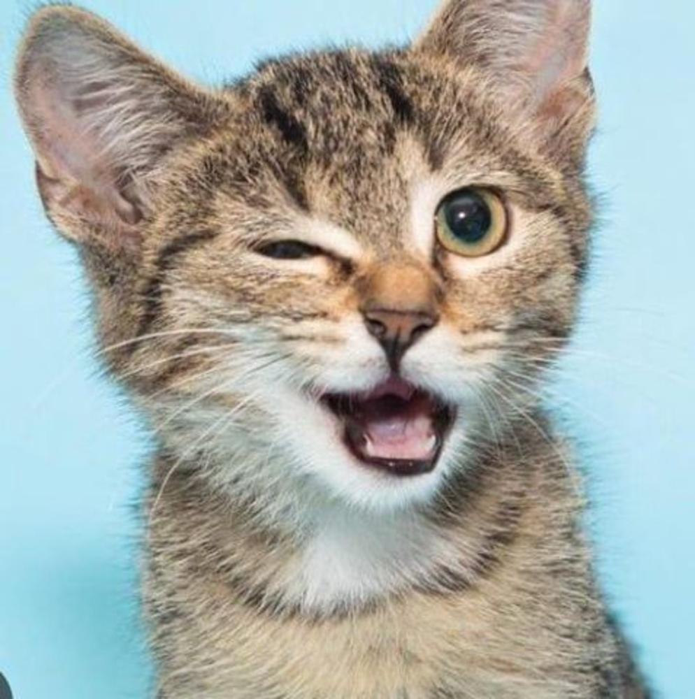 Meet your Posher, Mary